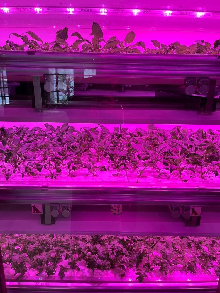 MakiMatsumuraさんが投稿した渋谷区ふれあい植物センターに関する口コミの画像