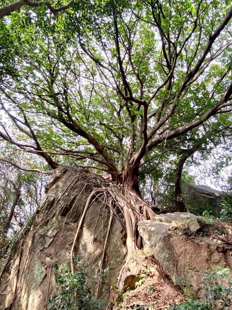 Rhapsodyさんが投稿した西平椿公園に関する口コミの画像