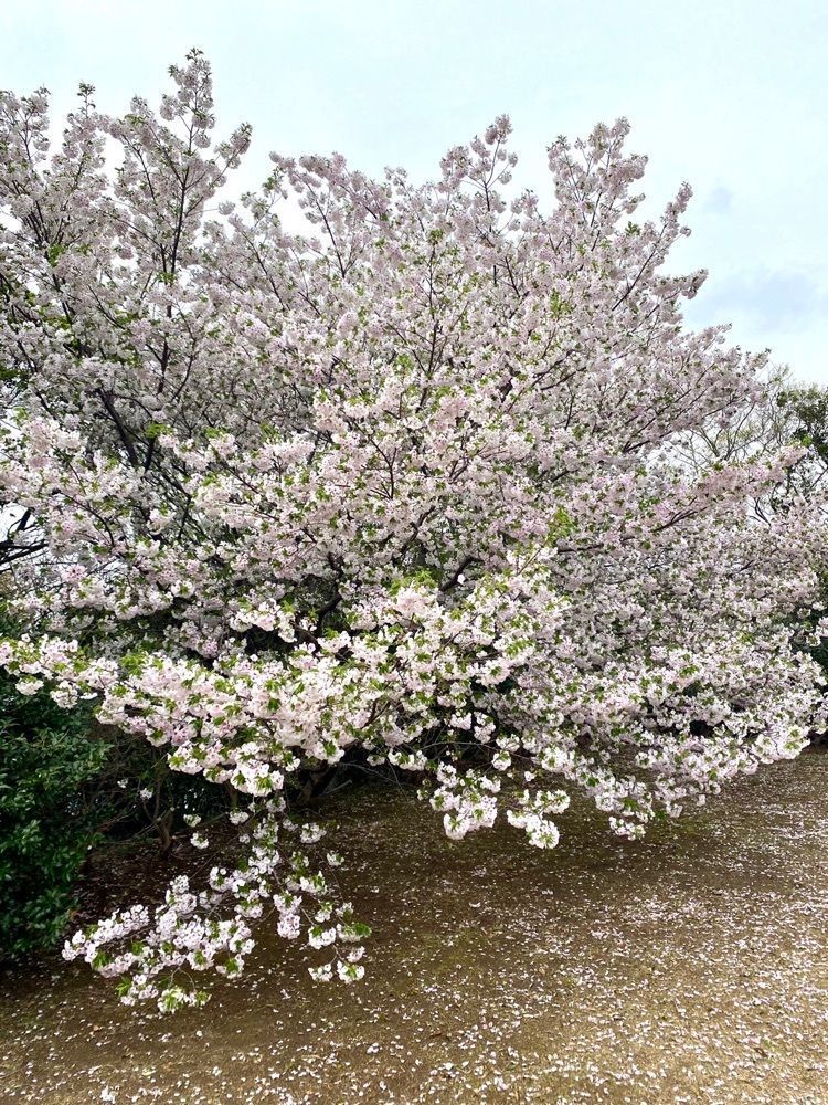 Rhapsodyさんが投稿した西平椿公園に関する口コミの画像