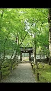 地蔵院（竹の寺）