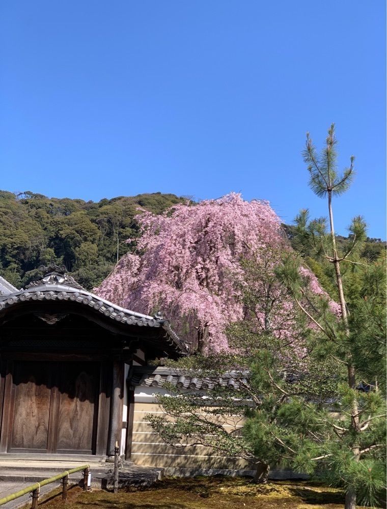 chou chou tabiさんが投稿した鍵善良房 高台寺店（かぎぜんよしふさ）に関する口コミの画像