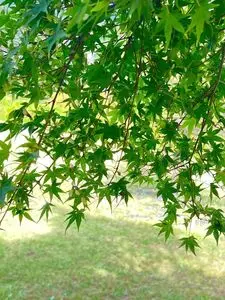 茶室 おおすみ山居（オオスミ サンキョ）