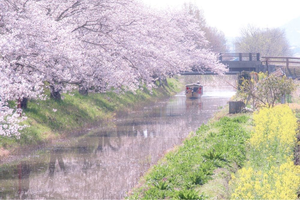 Tettsuさんが投稿した水郷めぐり(近江八幡和船観光協同組合)に関する口コミの画像