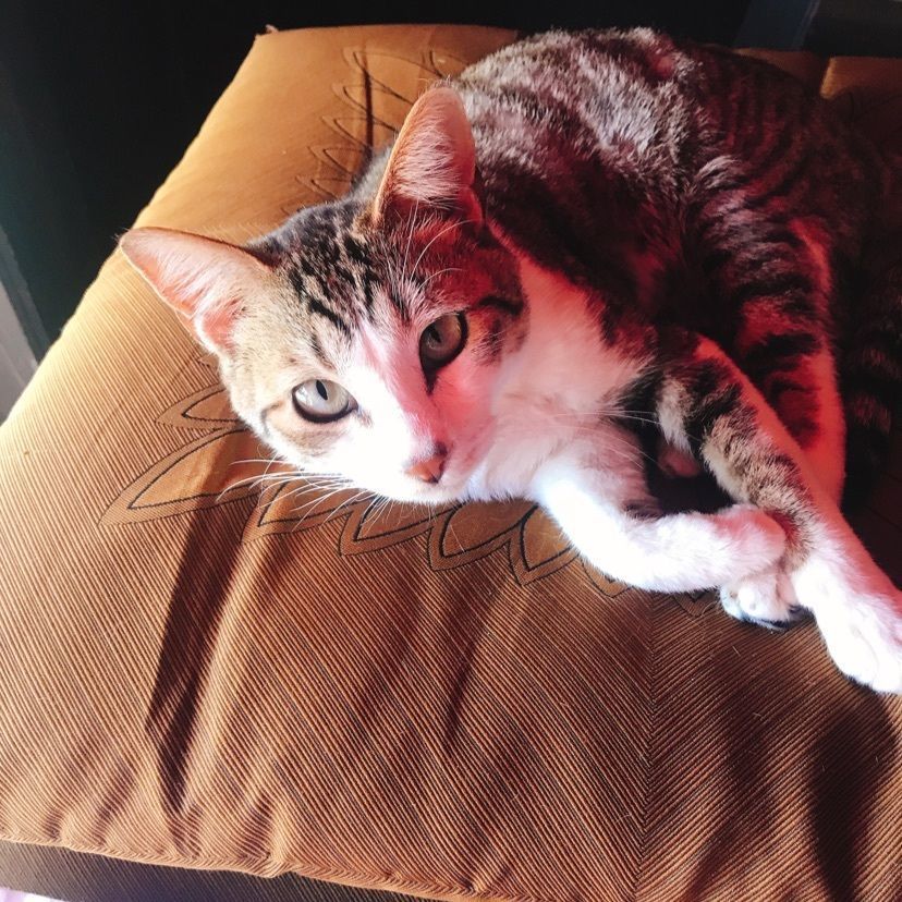猫なぎ。の画像