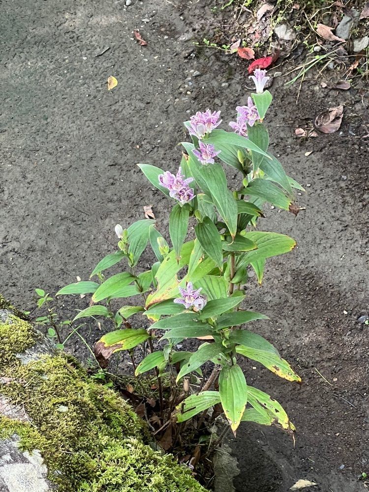 ビンカさんが投稿した茶室 おおすみ山居（オオスミ サンキョ）に関する口コミの画像