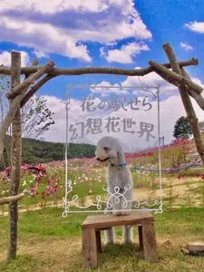 世羅ゆり園