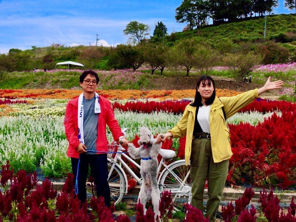 池田モコさんが投稿した世羅ゆり園に関する口コミの画像