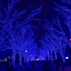 代々木公園ケヤキ並木
