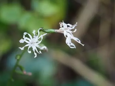 比丘尼城跡