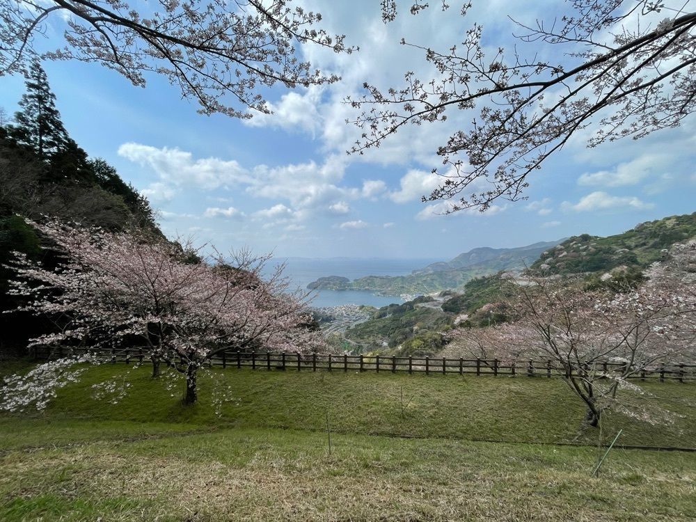 メリーさんが投稿した野福峠の桜並木に関する口コミの画像