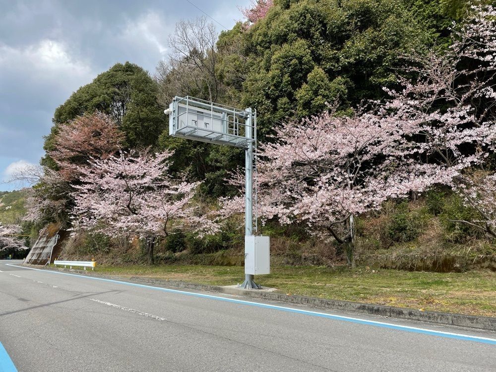メリーさんが投稿した野福峠の桜並木に関する口コミの画像
