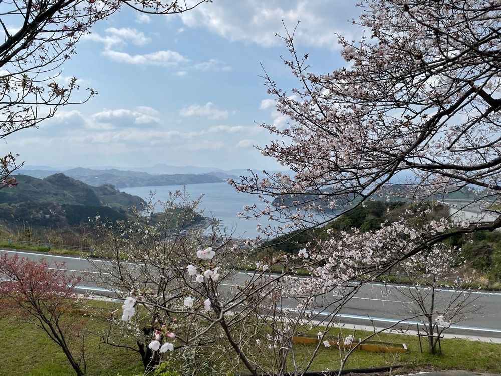 メリーさんが投稿した野福峠の桜並木に関する口コミの画像