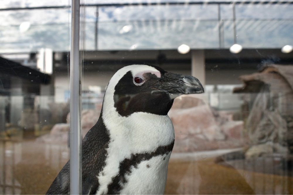 asuさんが投稿した京都水族館に関する口コミの画像