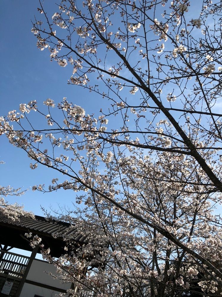 familiar_showtime_0dd6さんが投稿した鳥羽山公園の桜に関する口コミの画像