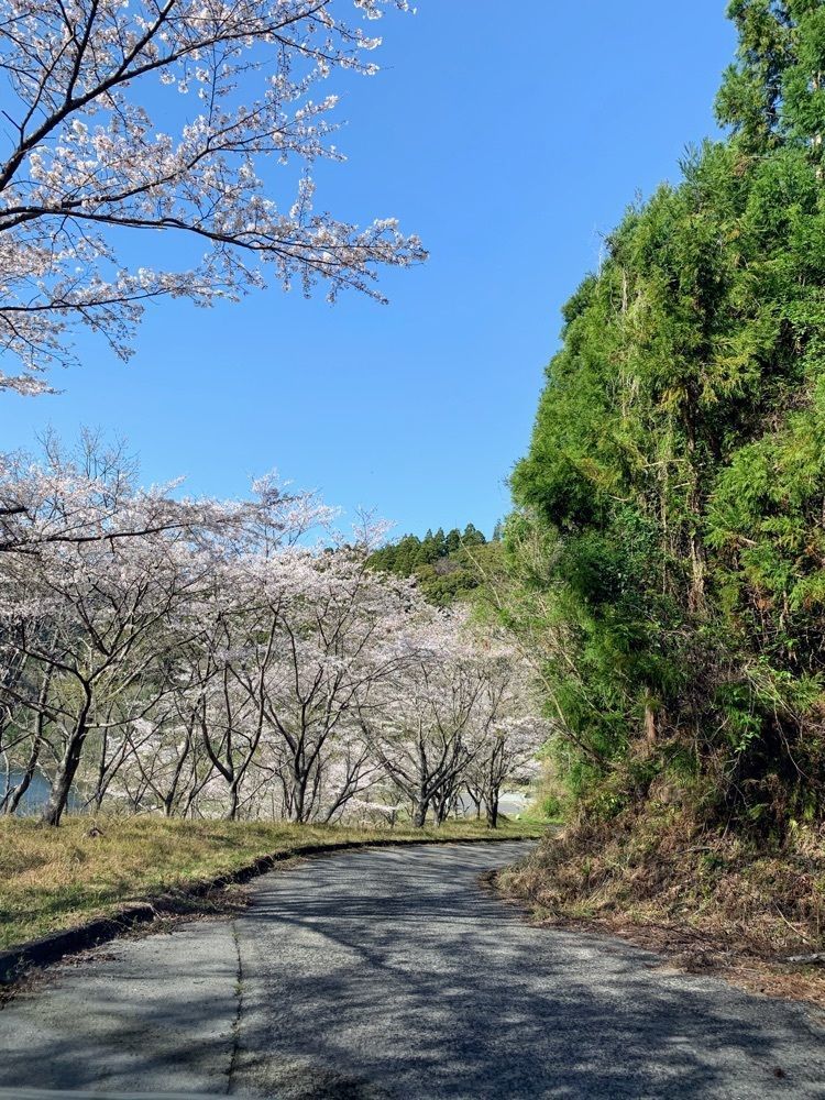 formal_cafeteria_8688さんが投稿した佐伯市床木ダム緑地広場に関する口コミの画像