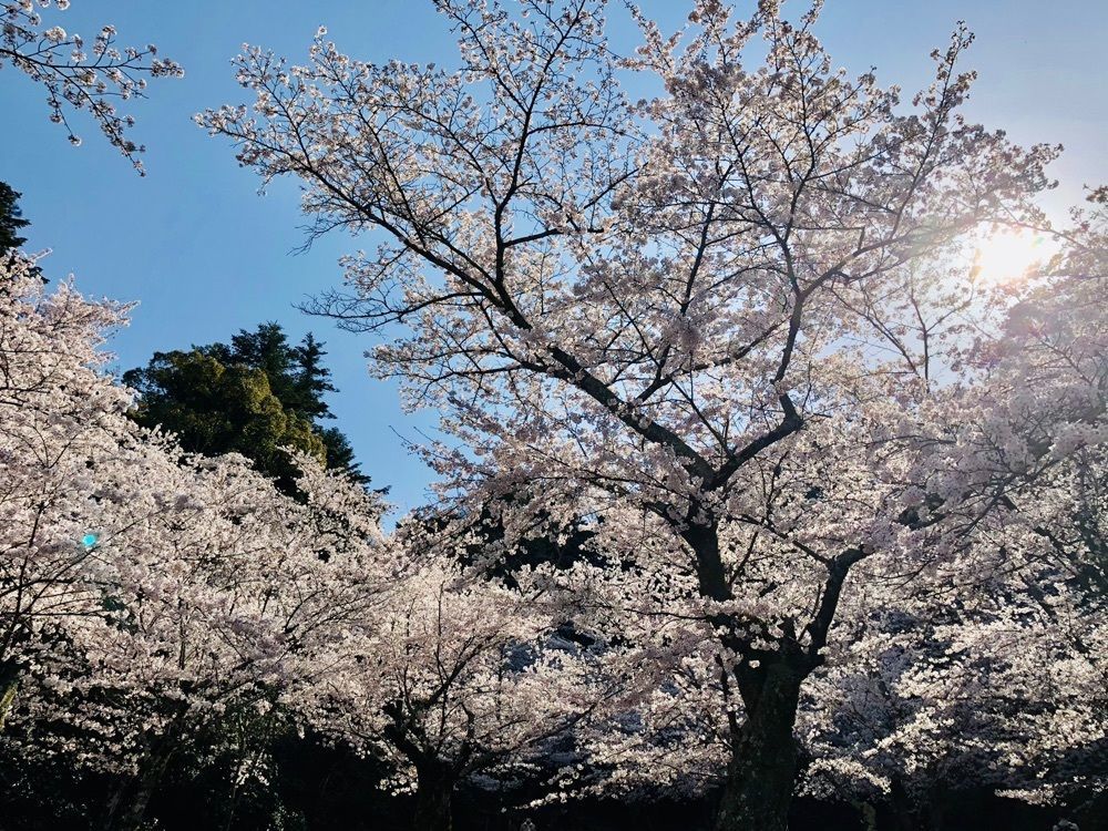 白たぬきさんが投稿した画像の画像