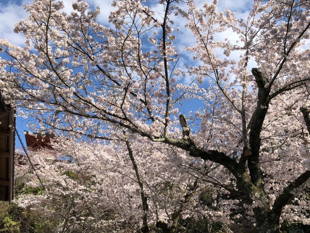 白たぬきさんが投稿した画像の画像