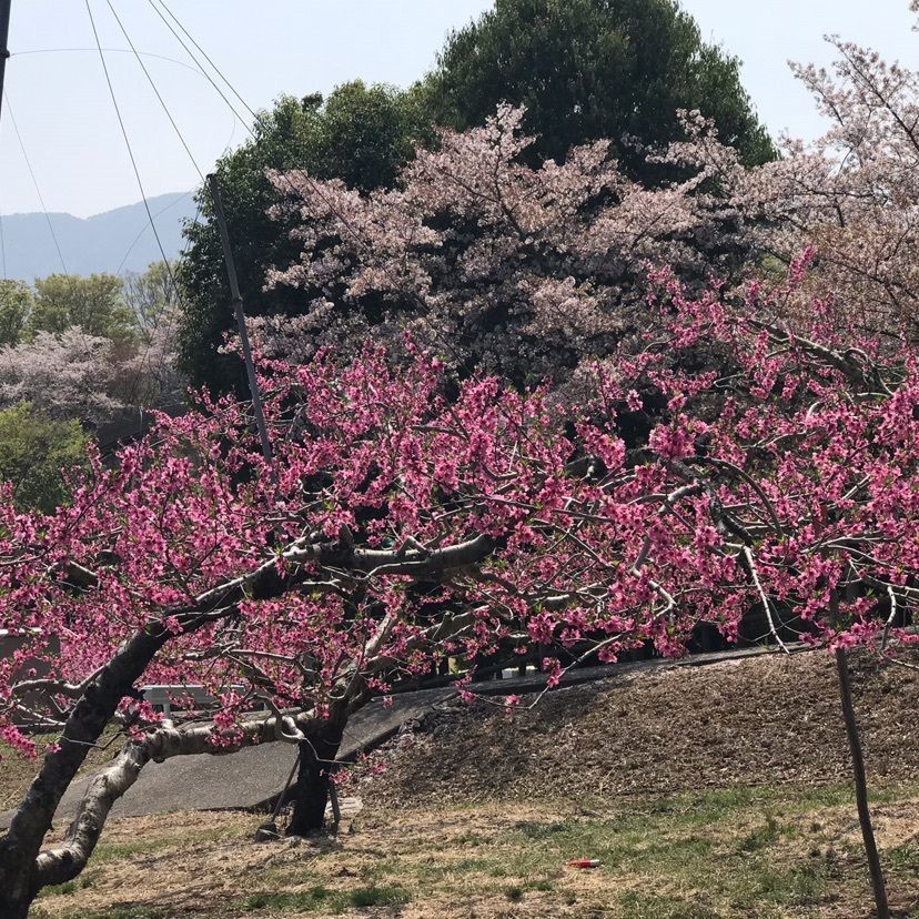 shingoさんが投稿した曽根丘陵公園に関する口コミの画像