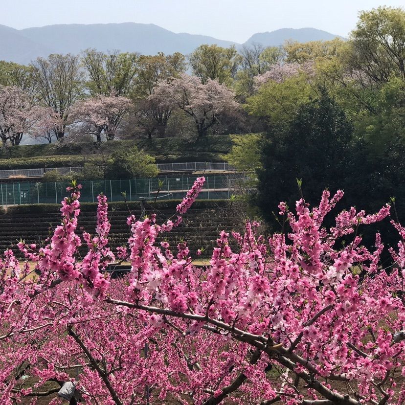 shingoさんが投稿した曽根丘陵公園に関する口コミの画像