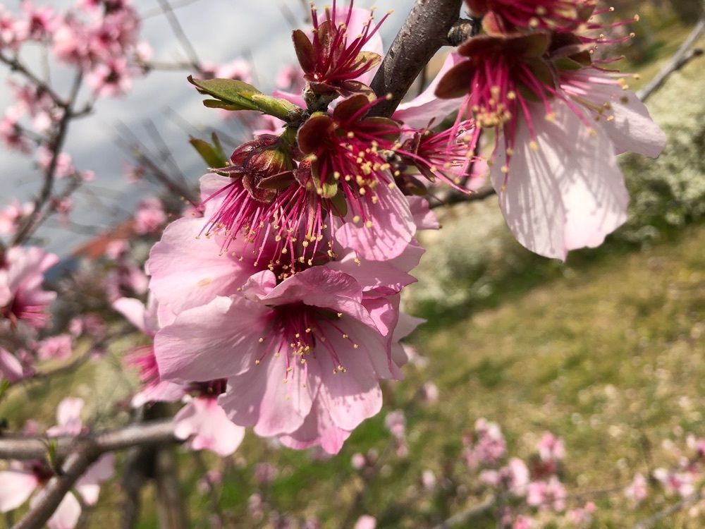 wonderful_gift_3213さんが投稿した芦屋公園に関する口コミの画像