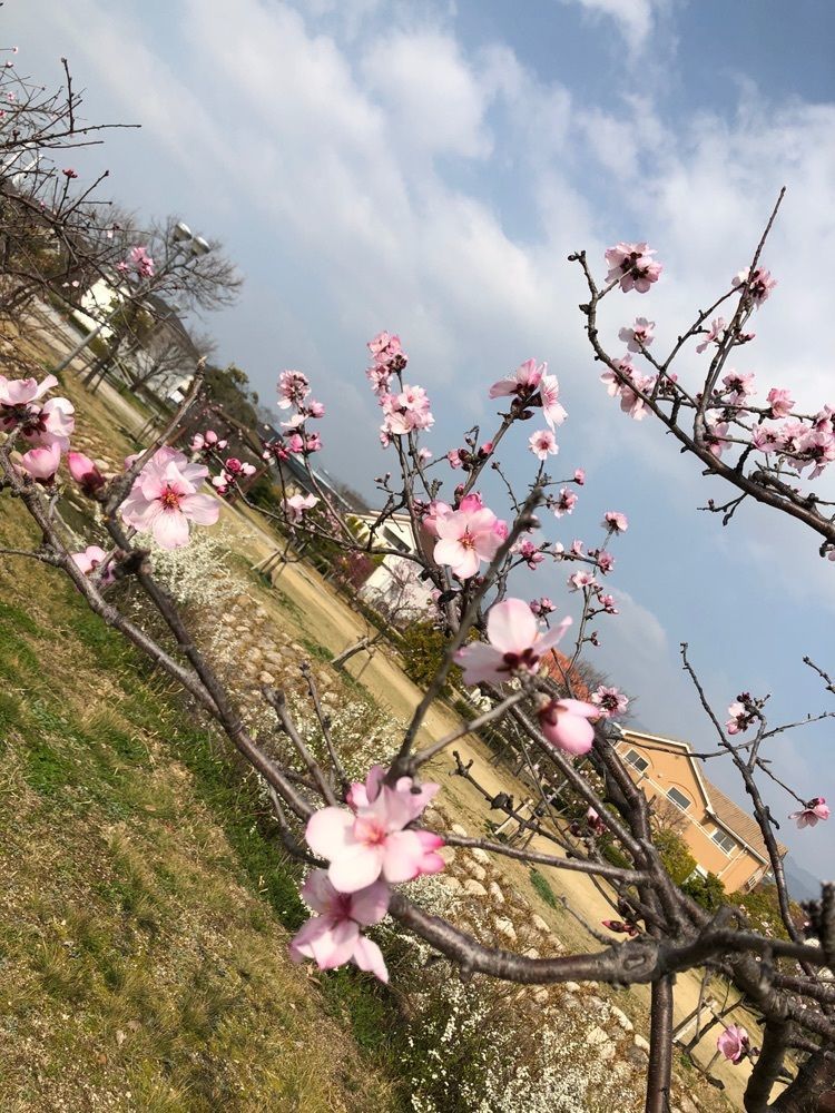 wonderful_gift_3213さんが投稿した芦屋公園に関する口コミの画像