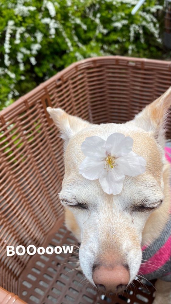 🤎アイヒンまま🤎さんが投稿した新川千本桜に関する口コミの画像