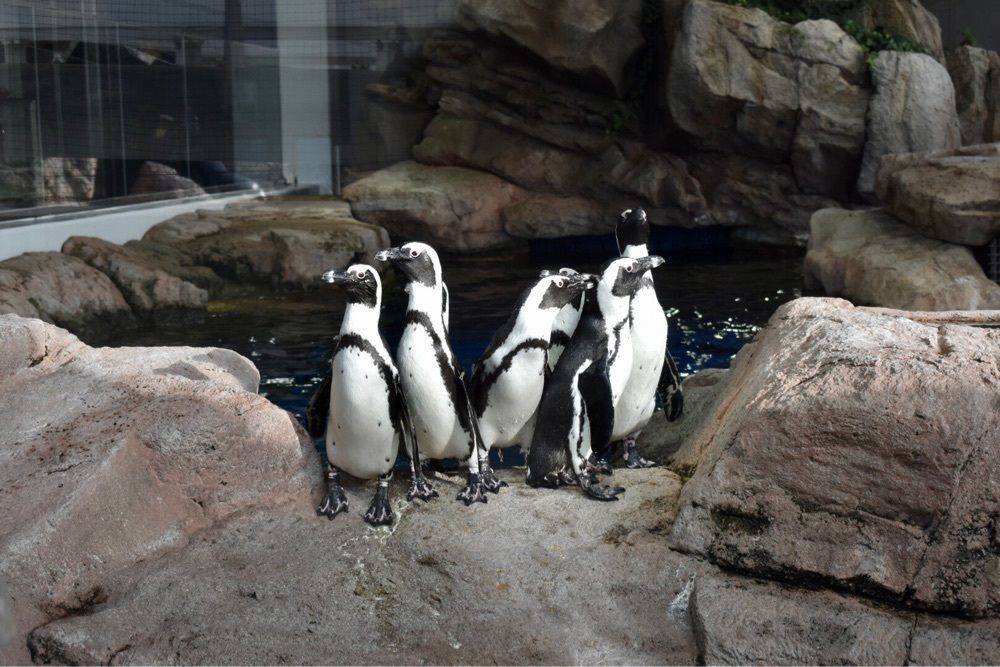 asuさんが投稿した京都水族館に関する口コミの画像