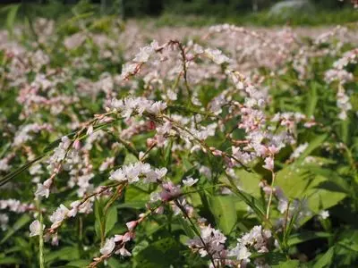 ふじのくに地球環境史ミュージアム