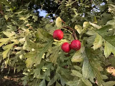 東京都薬用植物園