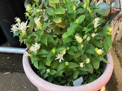 東京都薬用植物園 1枚目