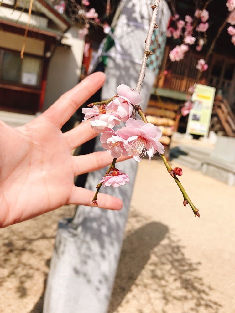 猫なぎ。さんが投稿した西根神社に関する口コミの画像