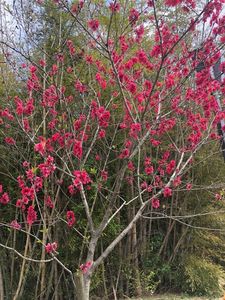 あいち健康の森公園 2枚目