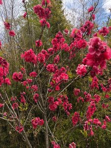 あいち健康の森公園 3枚目