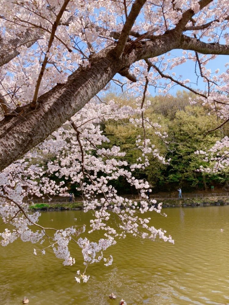 emico.fさんが投稿したじゅん菜池緑地公園に関する口コミの画像