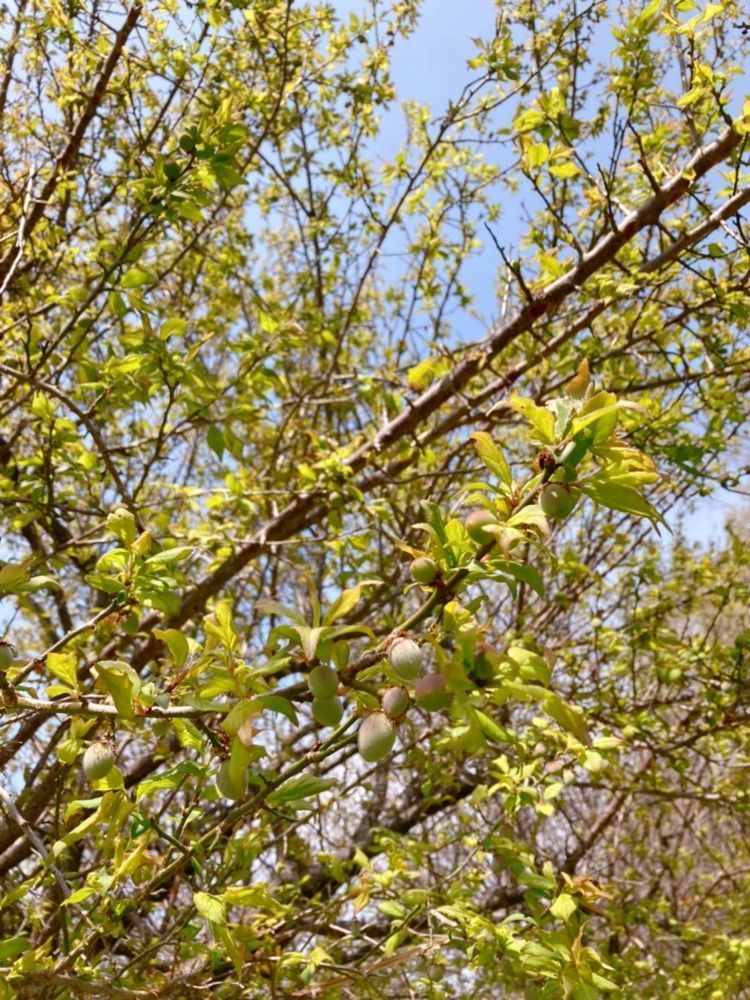 emico.fさんが投稿したじゅん菜池緑地公園に関する口コミの画像
