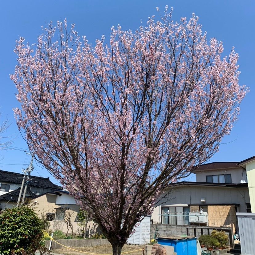 すずさんが投稿した秋田市に関する口コミの画像