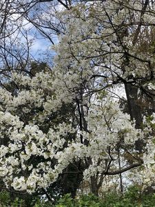 あいち健康の森公園 8枚目