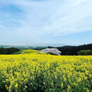 白木峰高原 2枚目