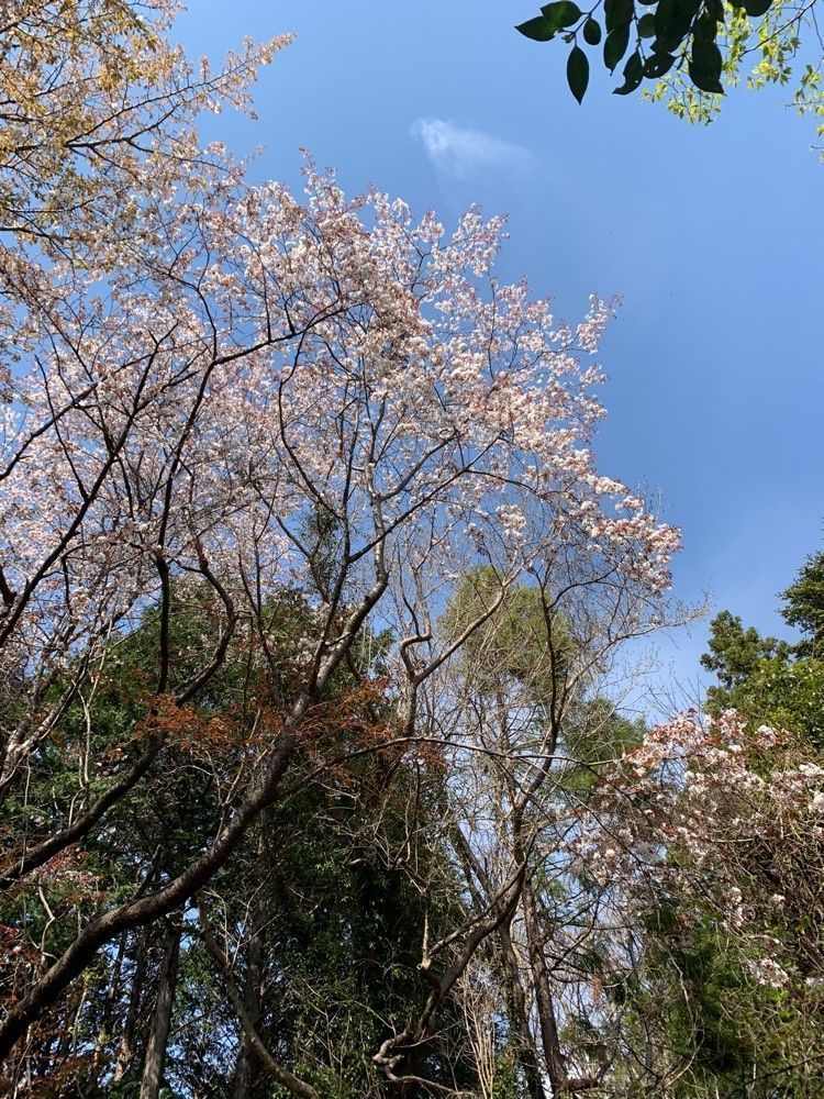 Howl Monさんが投稿した浜松市北区に関する口コミの画像