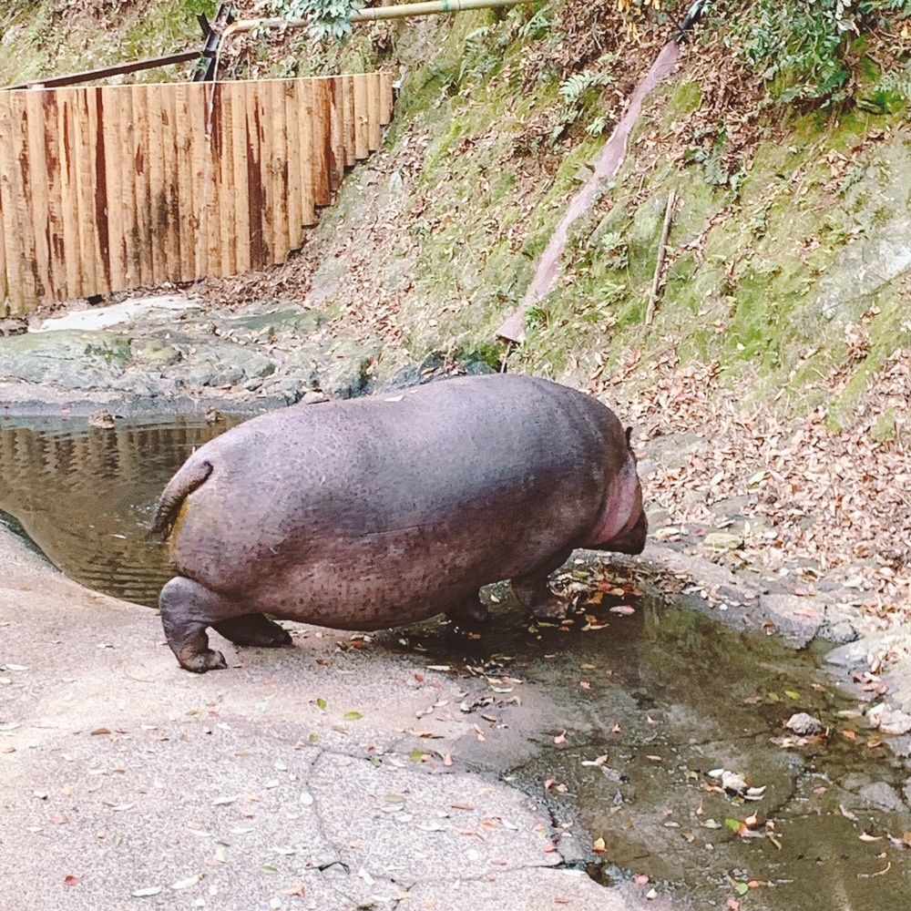 Danjouさんが投稿したディッピンドッツ 長崎バイオパークに関する口コミの画像