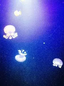 鶴岡市立加茂水族館　売店