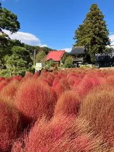 遠照寺のアカ松