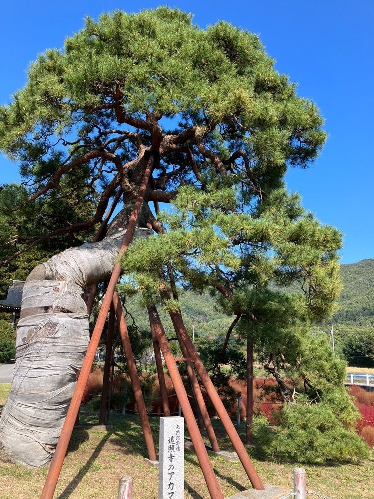 Nさんが投稿した遠照寺のアカ松に関する口コミの画像