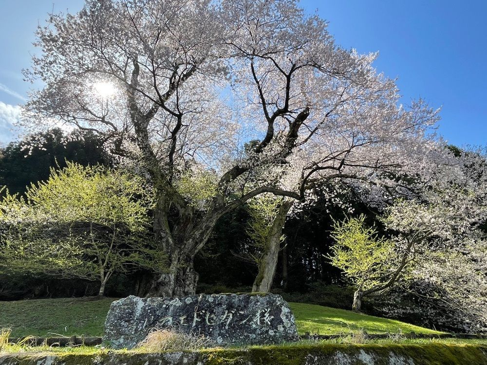 みぃさんが投稿した吉良のエドヒガン桜に関する口コミの画像