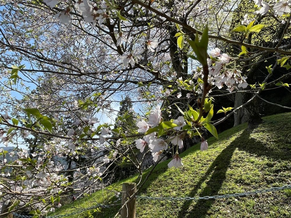 みぃさんが投稿した吉良のエドヒガン桜に関する口コミの画像