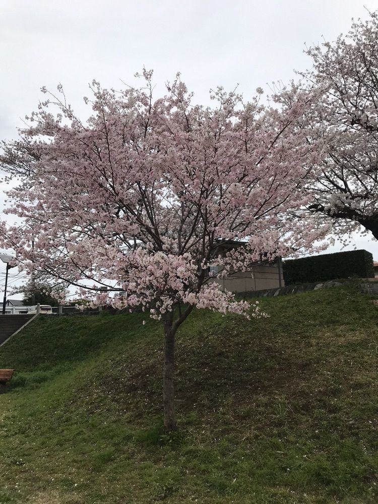 いくさんが投稿した神奈川県立相模三川公園に関する口コミの画像