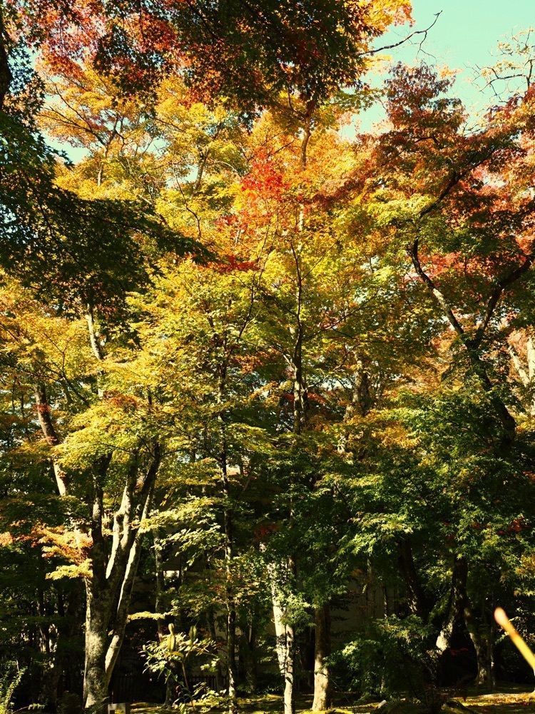 Shoさんが投稿したクレソン リバーサイド ストーリー 旧軽井沢（CRESSON RIVERSIDE STORY）に関する口コミの画像