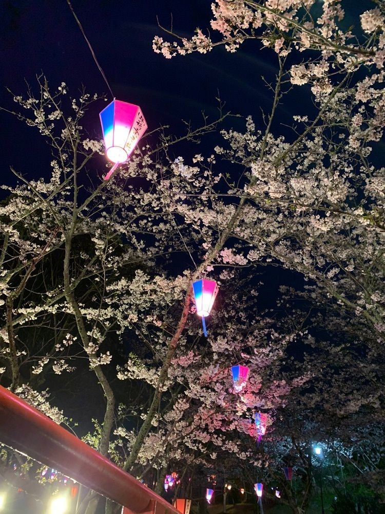 yukincoさんが投稿した小見川城山公園の桜・ツツジに関する口コミの画像
