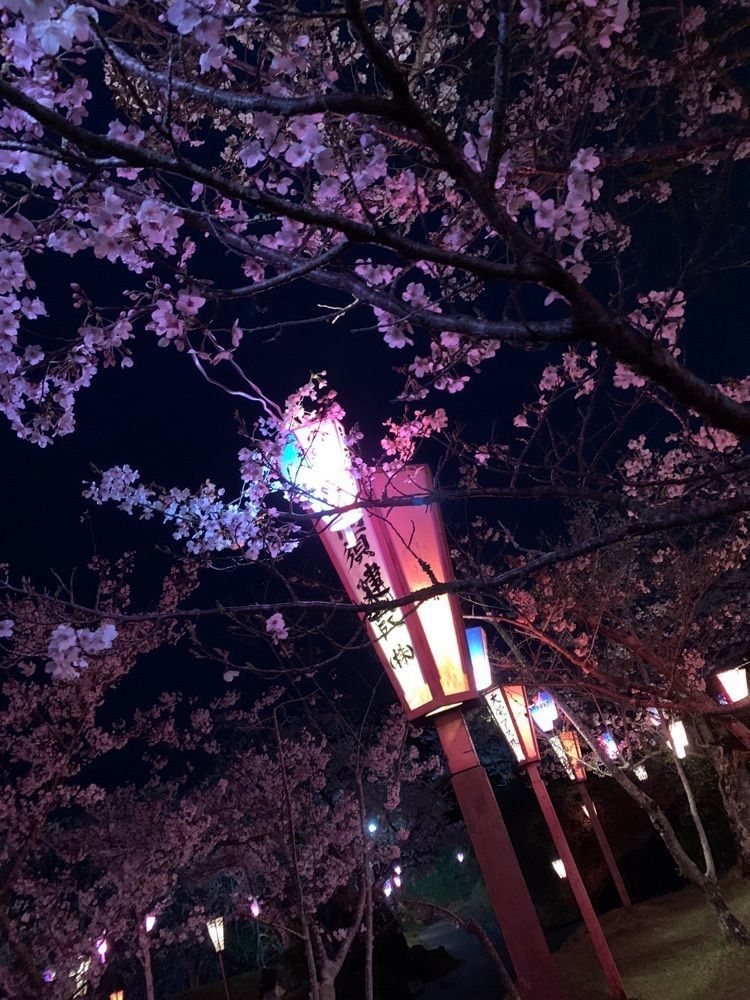 yukincoさんが投稿した小見川城山公園の桜・ツツジに関する口コミの画像