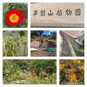 半田山植物園の桜・バラ
